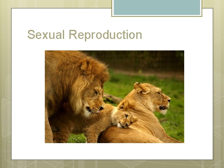 Sexual Reproduction 