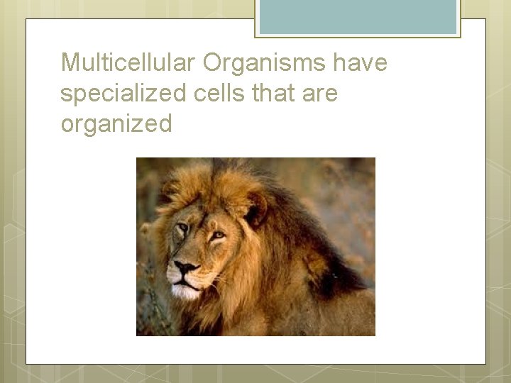 Multicellular Organisms have specialized cells that are organized 