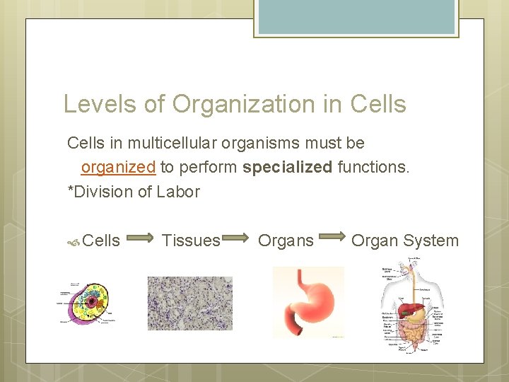 Levels of Organization in Cells in multicellular organisms must be organized to perform specialized