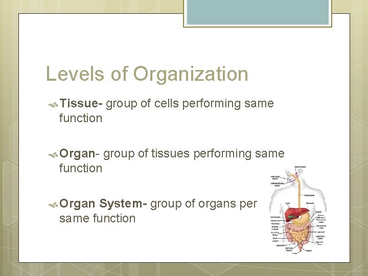 Levels of Organization Tissue- group of cells performing same function Organ- group of tissues