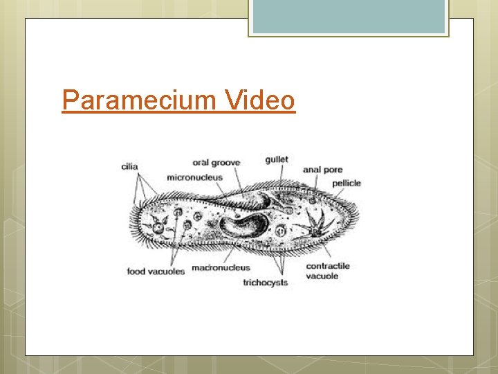 Paramecium Video 