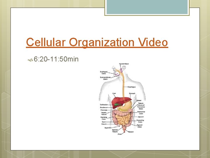 Cellular Organization Video 6: 20 -11: 50 min 