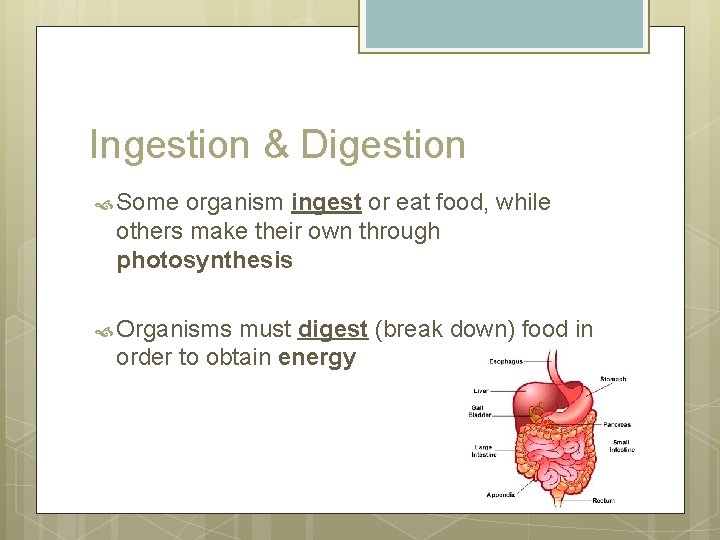 Ingestion & Digestion Some organism ingest or eat food, while others make their own