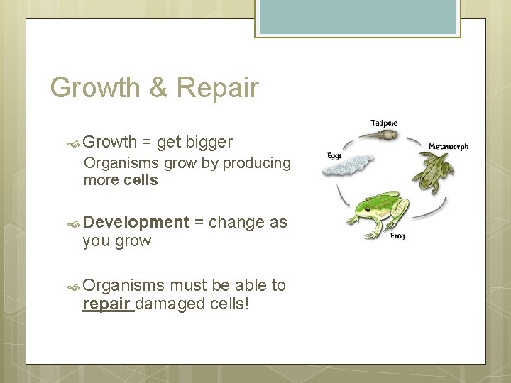 Growth & Repair Growth = get bigger Organisms grow by producing more cells Development