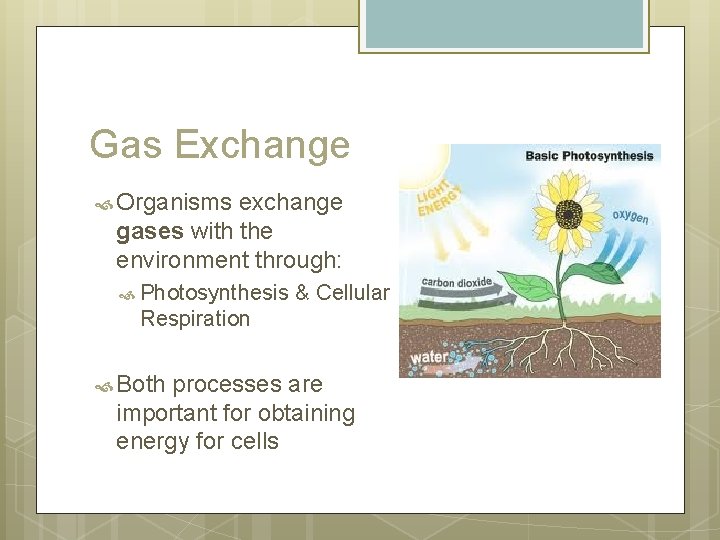 Gas Exchange Organisms exchange gases with the environment through: Photosynthesis & Cellular Respiration Both