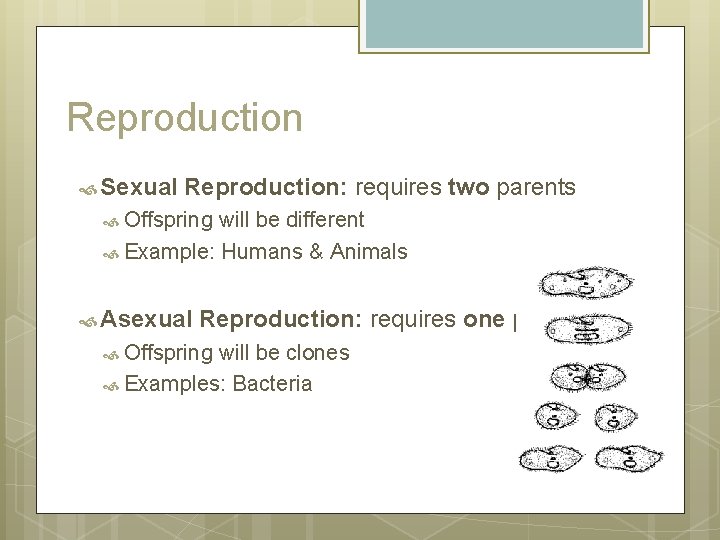 Reproduction Sexual Reproduction: requires two parents Offspring will be different Example: Humans & Animals