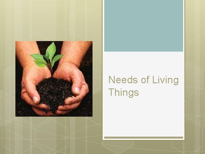 Needs of Living Things 