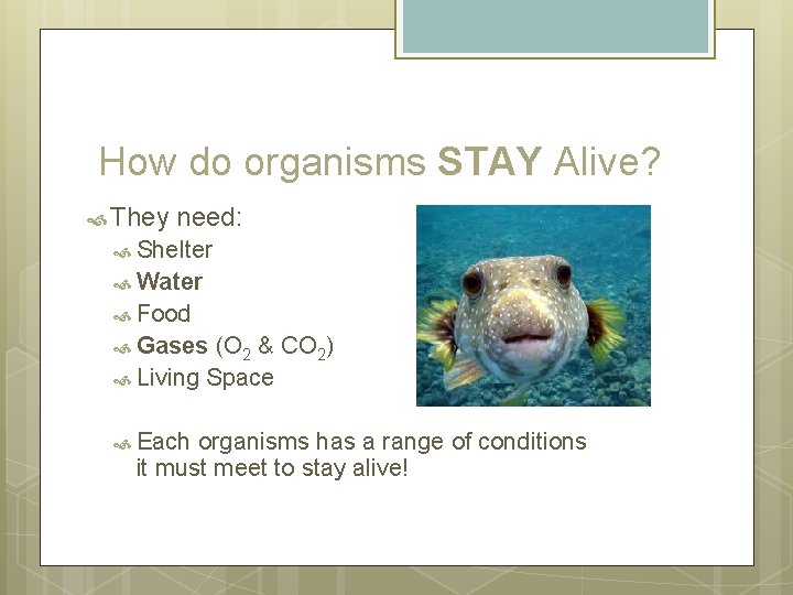How do organisms STAY Alive? They need: Shelter Water Food Gases (O 2 &