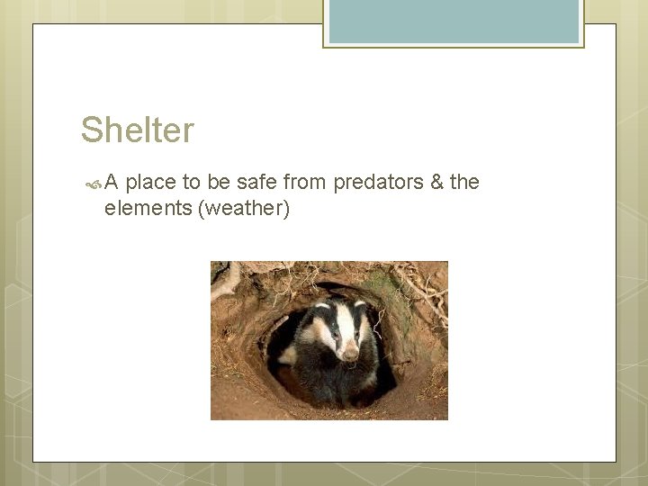 Shelter A place to be safe from predators & the elements (weather) 