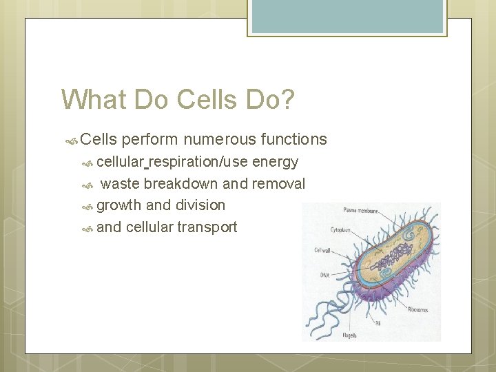 What Do Cells Do? Cells perform numerous functions cellular respiration/use energy waste breakdown and