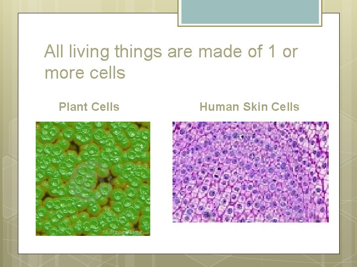 All living things are made of 1 or more cells Plant Cells Human Skin