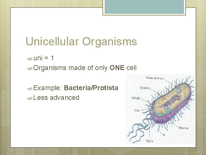 Unicellular Organisms uni =1 Organisms made of only ONE cell Example: Bacteria/Protista Less advanced