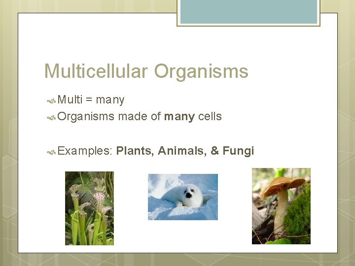 Multicellular Organisms Multi = many Organisms made of many cells Examples: Plants, Animals, &