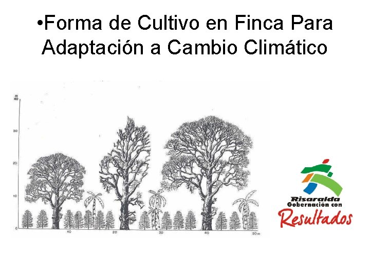  • Forma de Cultivo en Finca Para Adaptación a Cambio Climático 