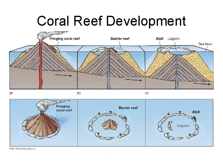 Coral Reef Development . 