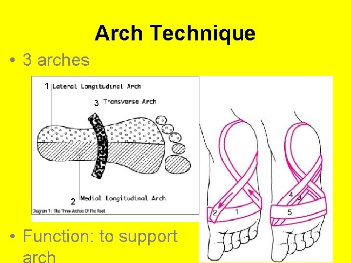 Arch Technique • 3 arches 1 3 2 • Function: to support 