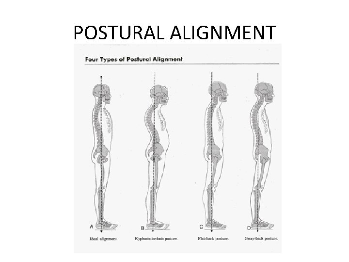 POSTURAL ALIGNMENT 