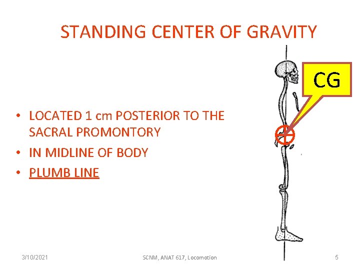 STANDING CENTER OF GRAVITY CG • LOCATED 1 cm POSTERIOR TO THE SACRAL PROMONTORY