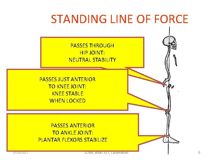 STANDING LINE OF FORCE PASSES THROUGH HIP JOINT: NEUTRAL STABILITY PASSES JUST ANTERIOR TO