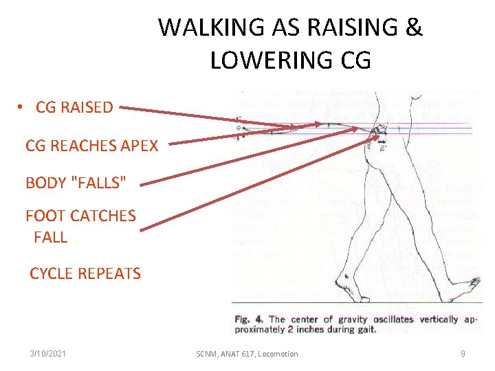 WALKING AS RAISING & LOWERING CG • CG RAISED CG REACHES APEX BODY "FALLS"