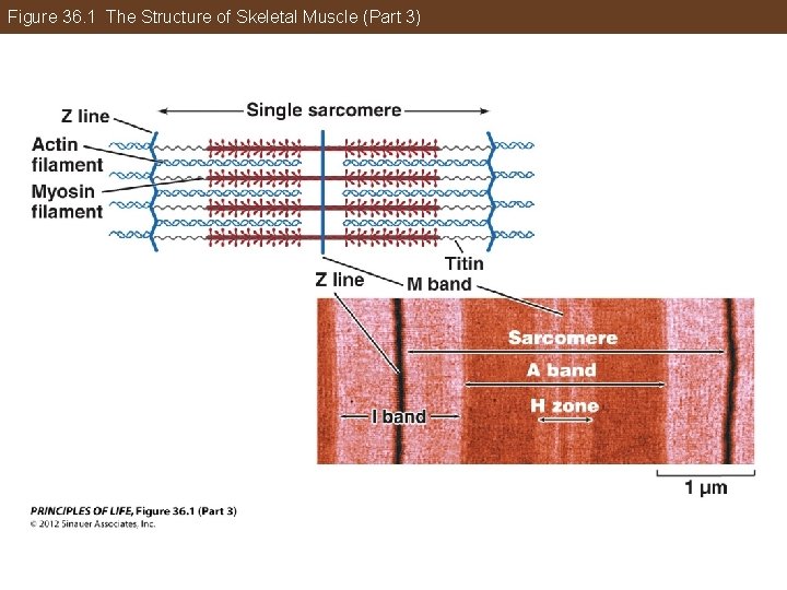 Figure 36. 1 The Structure of Skeletal Muscle (Part 3) 