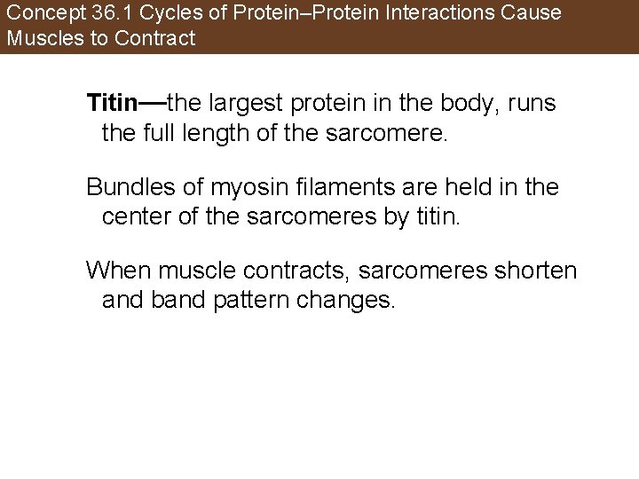 Concept 36. 1 Cycles of Protein–Protein Interactions Cause Muscles to Contract Titin—the largest protein