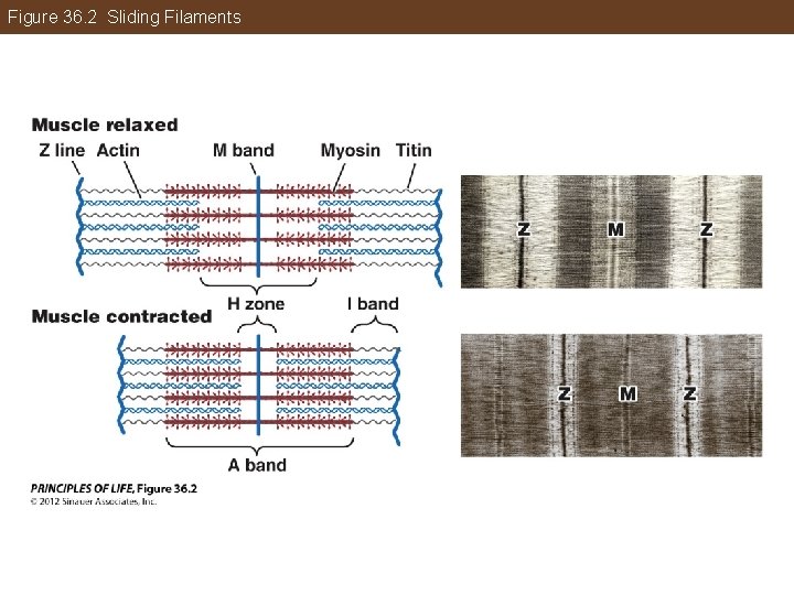 Figure 36. 2 Sliding Filaments 