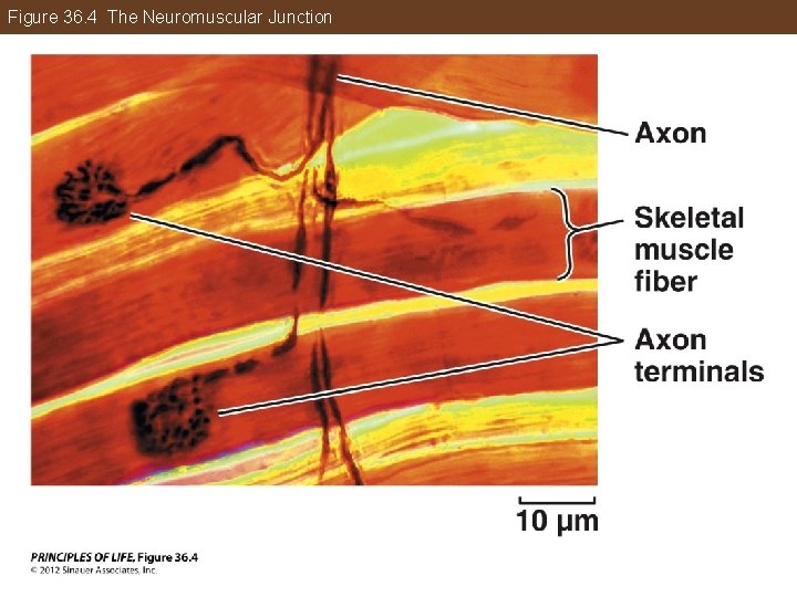 Figure 36. 4 The Neuromuscular Junction 