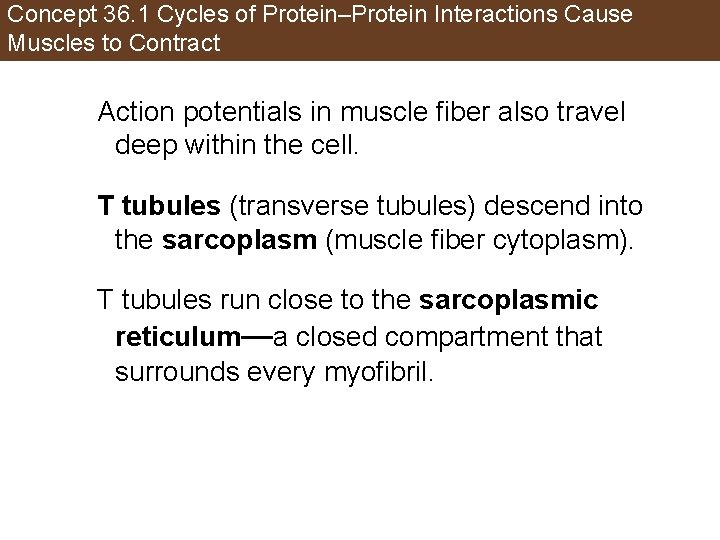 Concept 36. 1 Cycles of Protein–Protein Interactions Cause Muscles to Contract Action potentials in