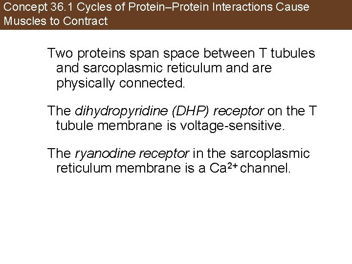 Concept 36. 1 Cycles of Protein–Protein Interactions Cause Muscles to Contract Two proteins span