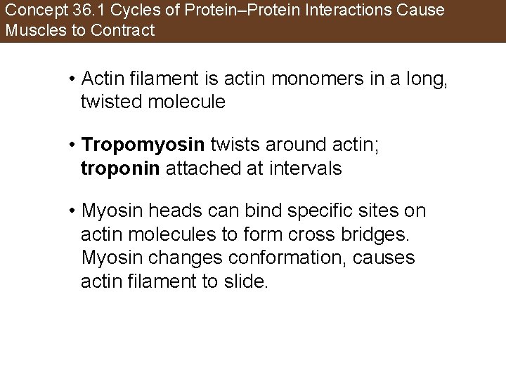 Concept 36. 1 Cycles of Protein–Protein Interactions Cause Muscles to Contract • Actin filament