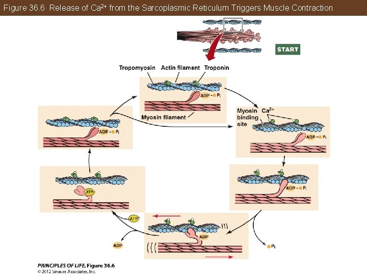 Figure 36. 6 Release of Ca 2+ from the Sarcoplasmic Reticulum Triggers Muscle Contraction