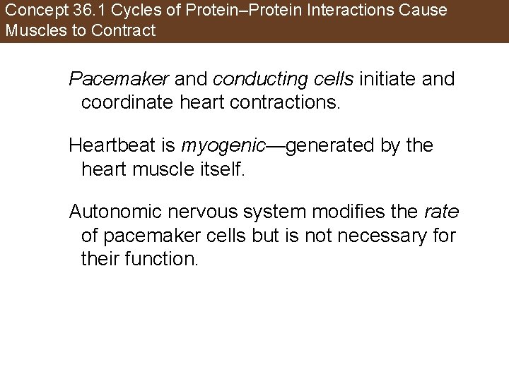 Concept 36. 1 Cycles of Protein–Protein Interactions Cause Muscles to Contract Pacemaker and conducting