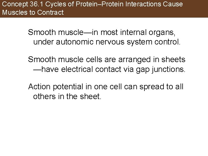 Concept 36. 1 Cycles of Protein–Protein Interactions Cause Muscles to Contract Smooth muscle—in most