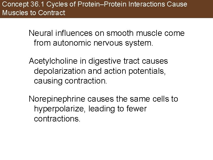 Concept 36. 1 Cycles of Protein–Protein Interactions Cause Muscles to Contract Neural influences on
