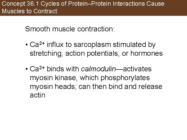 Concept 36. 1 Cycles of Protein–Protein Interactions Cause Muscles to Contract Smooth muscle contraction: