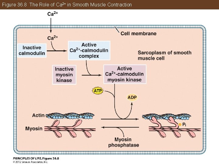 Figure 36. 8 The Role of Ca 2+ in Smooth Muscle Contraction 