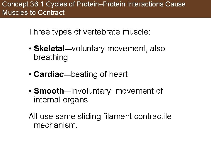 Concept 36. 1 Cycles of Protein–Protein Interactions Cause Muscles to Contract Three types of