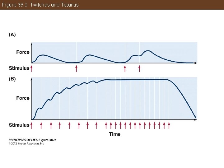 Figure 36. 9 Twitches and Tetanus 