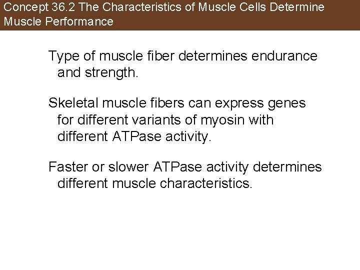 Concept 36. 2 The Characteristics of Muscle Cells Determine Muscle Performance Type of muscle