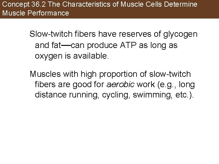 Concept 36. 2 The Characteristics of Muscle Cells Determine Muscle Performance Slow-twitch fibers have