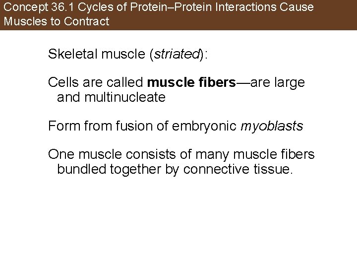 Concept 36. 1 Cycles of Protein–Protein Interactions Cause Muscles to Contract Skeletal muscle (striated):