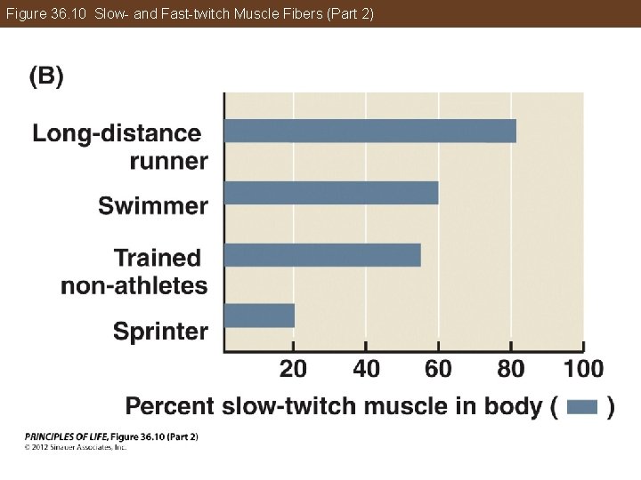 Figure 36. 10 Slow- and Fast-twitch Muscle Fibers (Part 2) 