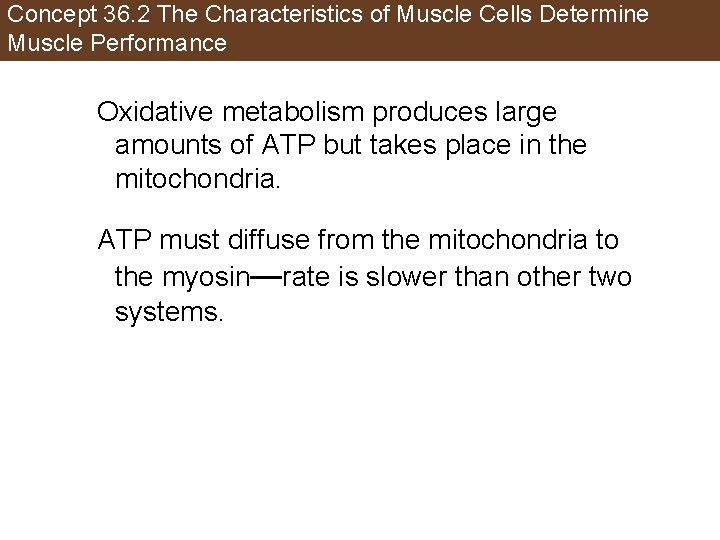 Concept 36. 2 The Characteristics of Muscle Cells Determine Muscle Performance Oxidative metabolism produces