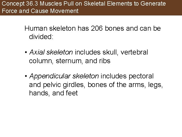 Concept 36. 3 Muscles Pull on Skeletal Elements to Generate Force and Cause Movement