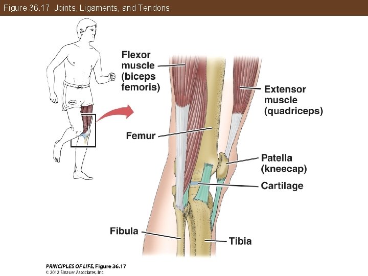 Figure 36. 17 Joints, Ligaments, and Tendons 