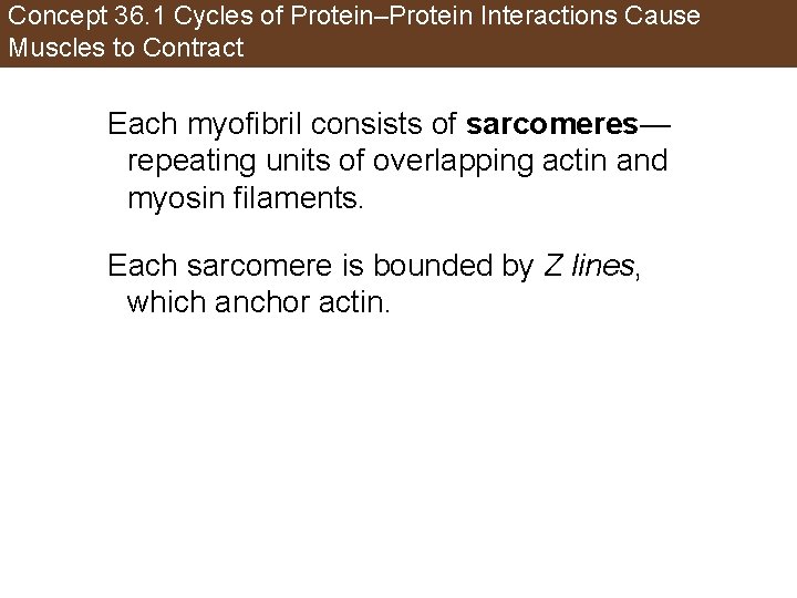 Concept 36. 1 Cycles of Protein–Protein Interactions Cause Muscles to Contract Each myofibril consists