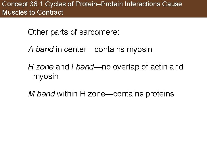 Concept 36. 1 Cycles of Protein–Protein Interactions Cause Muscles to Contract Other parts of