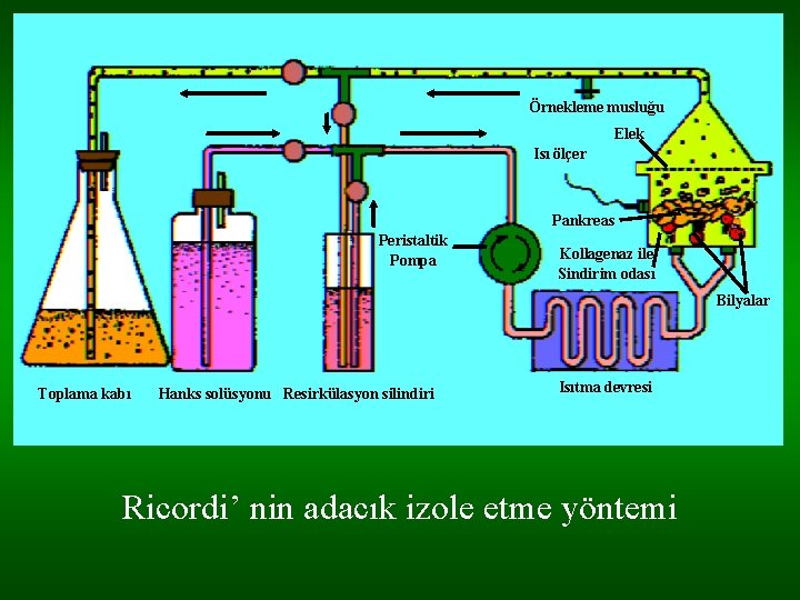 Örnekleme musluğu Elek Isı ölçer Pankreas Peristaltik Pompa Kollagenaz ile Sindirim odası Bilyalar Toplama