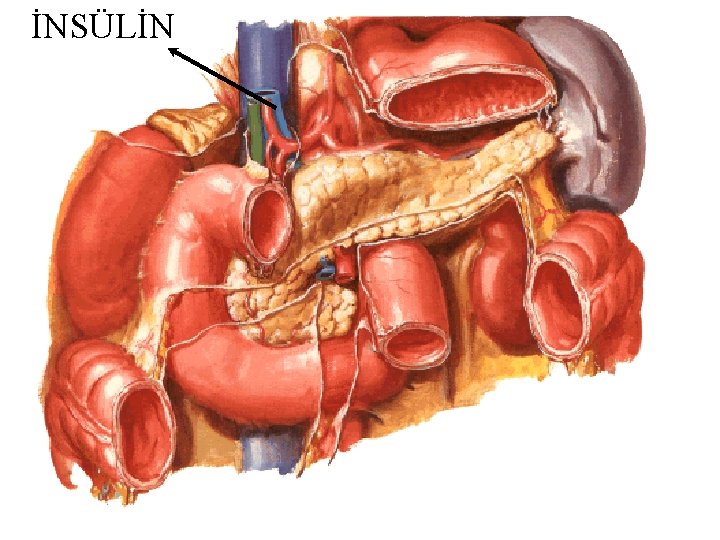 İNSÜLİN 